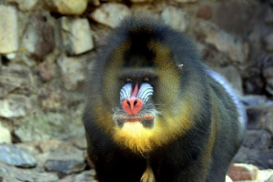 Što majmun - sfinx? Što majmun - sfinx?